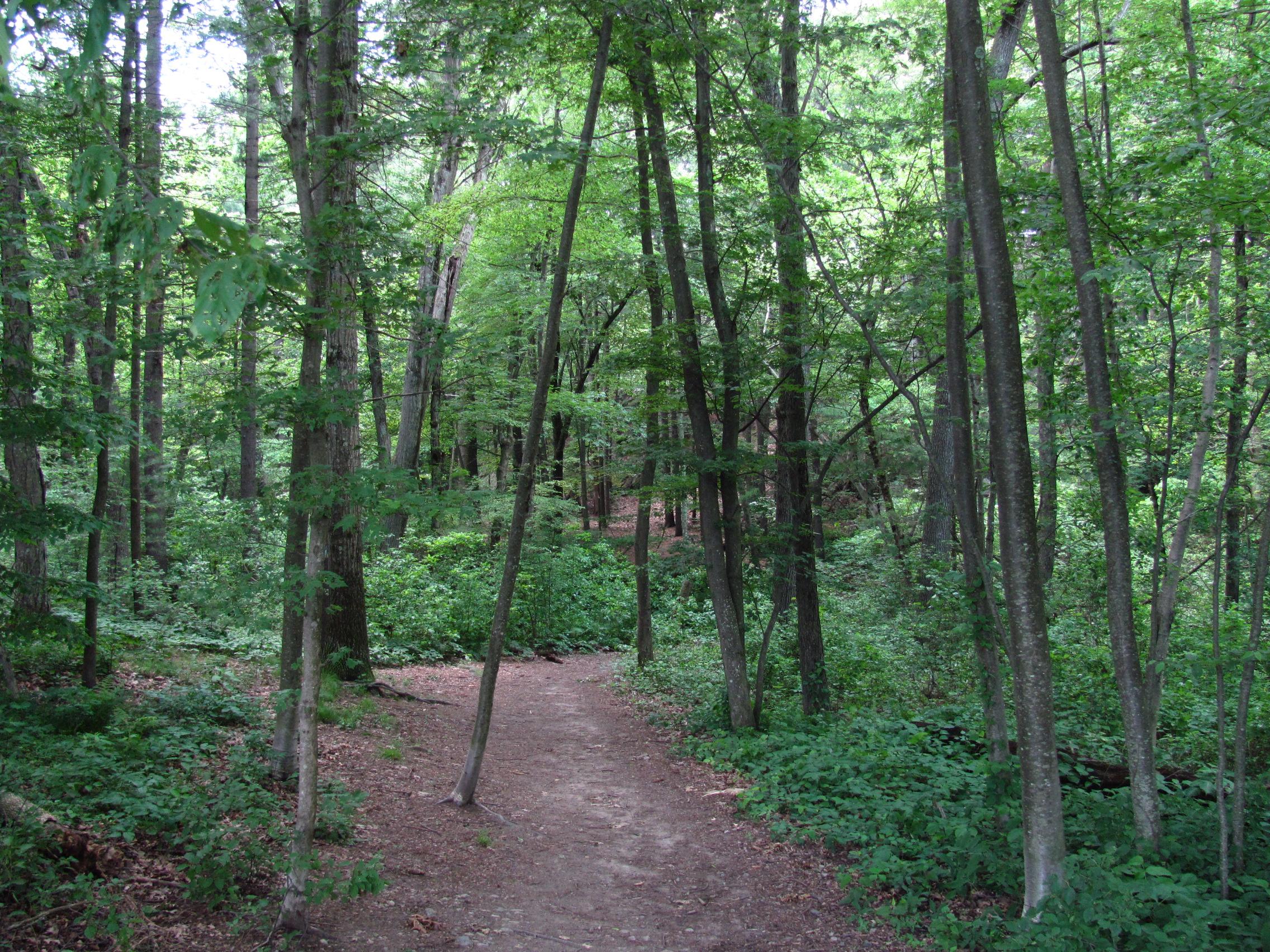 Wilson Mountain Reservation